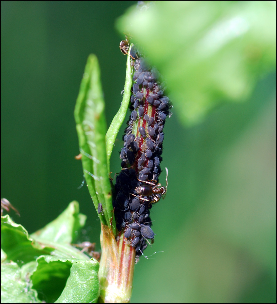 sono afidi? S, con formiche genere Lasius
